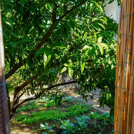 Charming Two-bed Orange Garden Apartment Sutivan