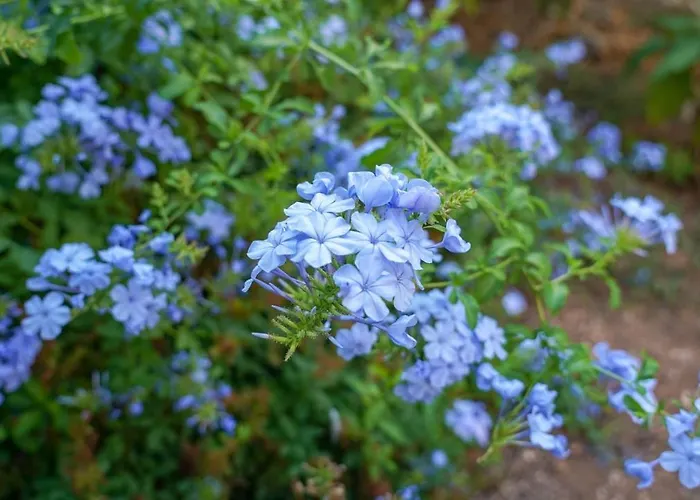 Charming Two-bed Orange Garden סוטיבאן